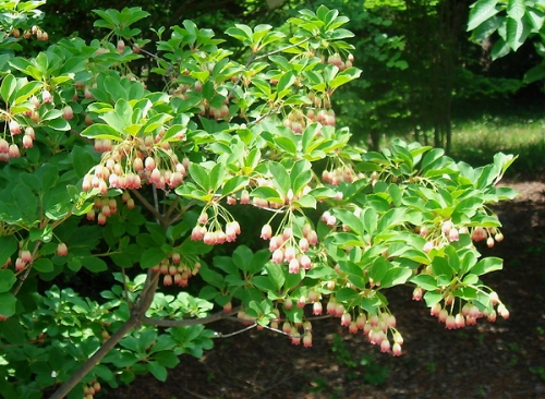Enkianthus campanulatus
